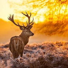 Схема вышивки «Олень»