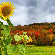 Схема вышивки «подсолнухи»