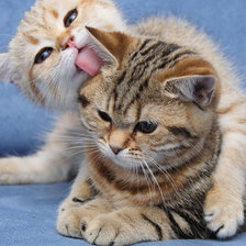 Схема вышивки «котики»