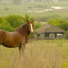 деревенский пейзаж
