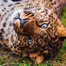 Схема вышивки «Леопард»