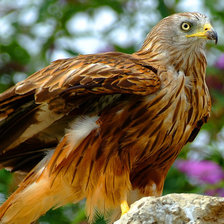 Схема вышивки «орел»