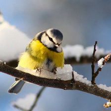Схема вышивки «синичка»