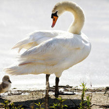 Схема вышивки «лебеди»