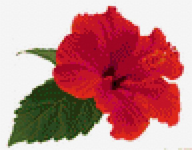 Гибискус - предпросмотр