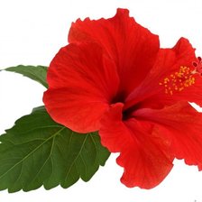 Схема вышивки «Гибискус»