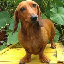 Схема вышивки «Такса»