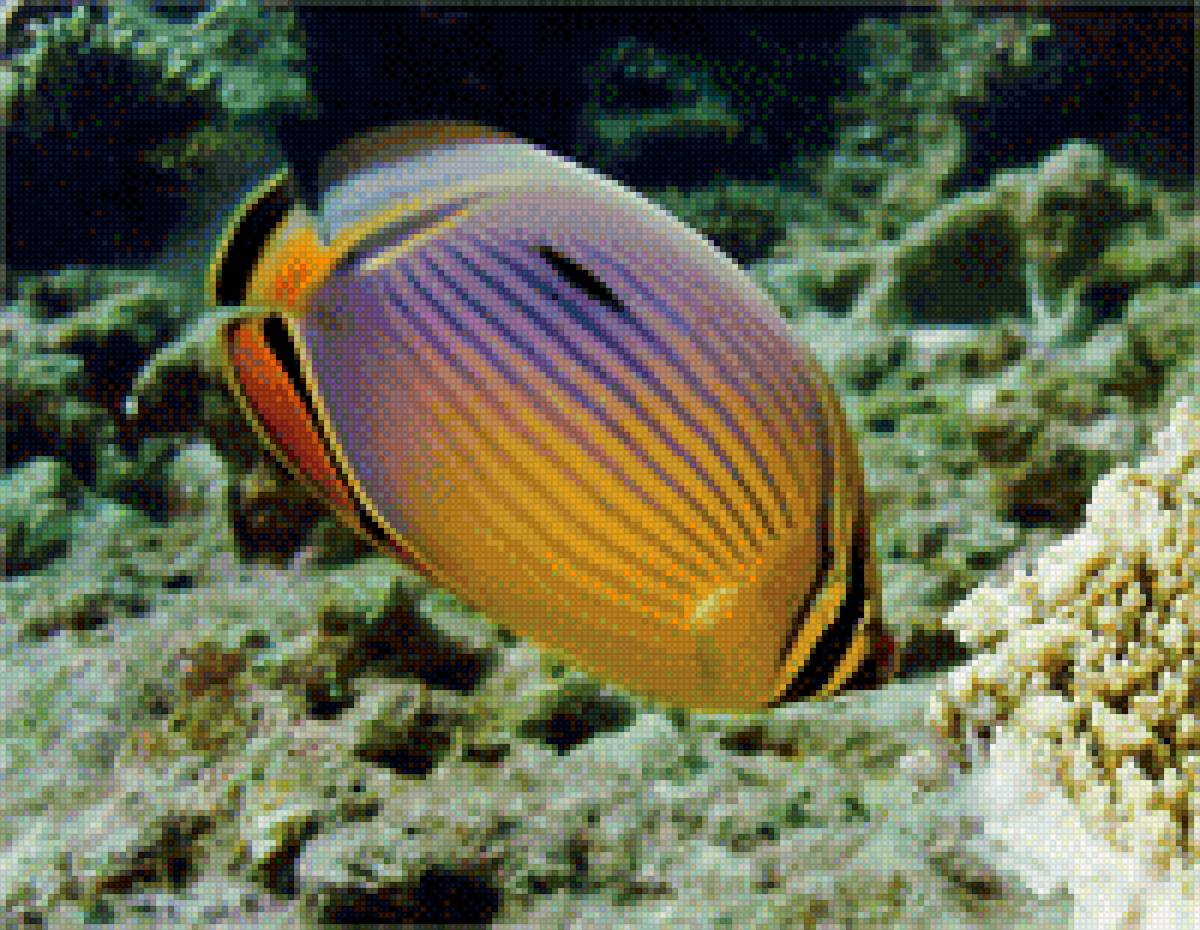 Рыбка - рыбка, подводный мир - предпросмотр