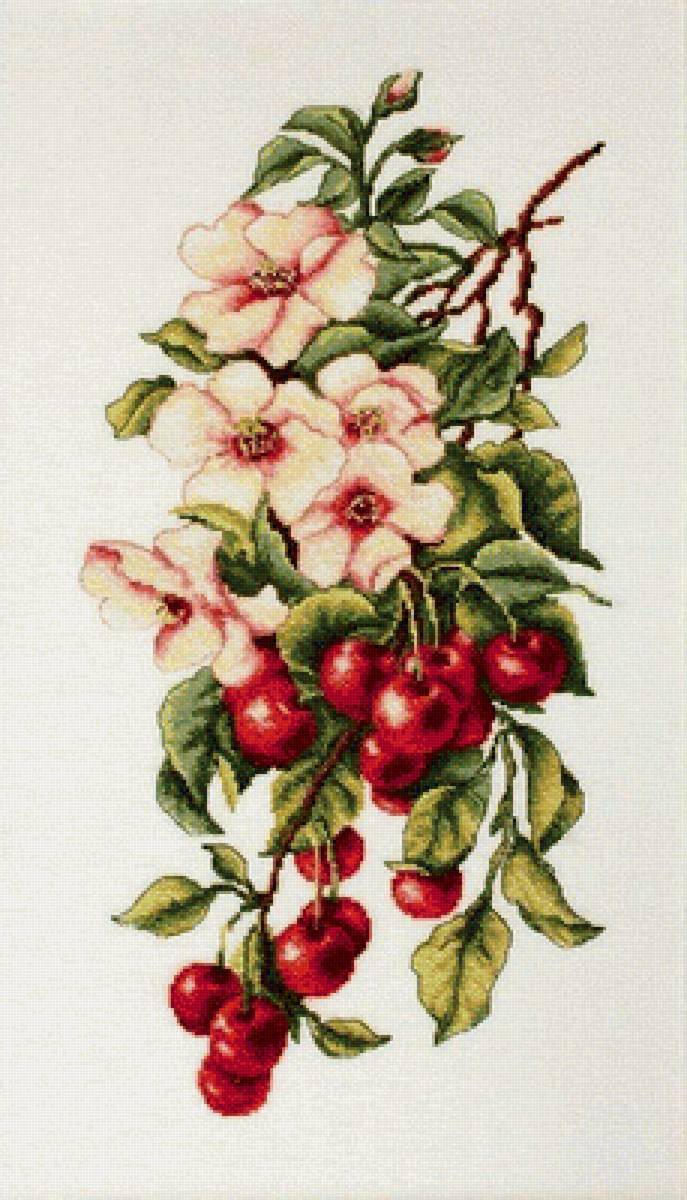 Вишня - вишня - предпросмотр