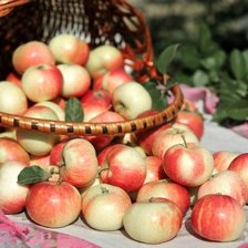 Схема вышивки «№1407193»