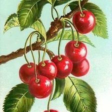 Схема вышивки «Ветка вишни»