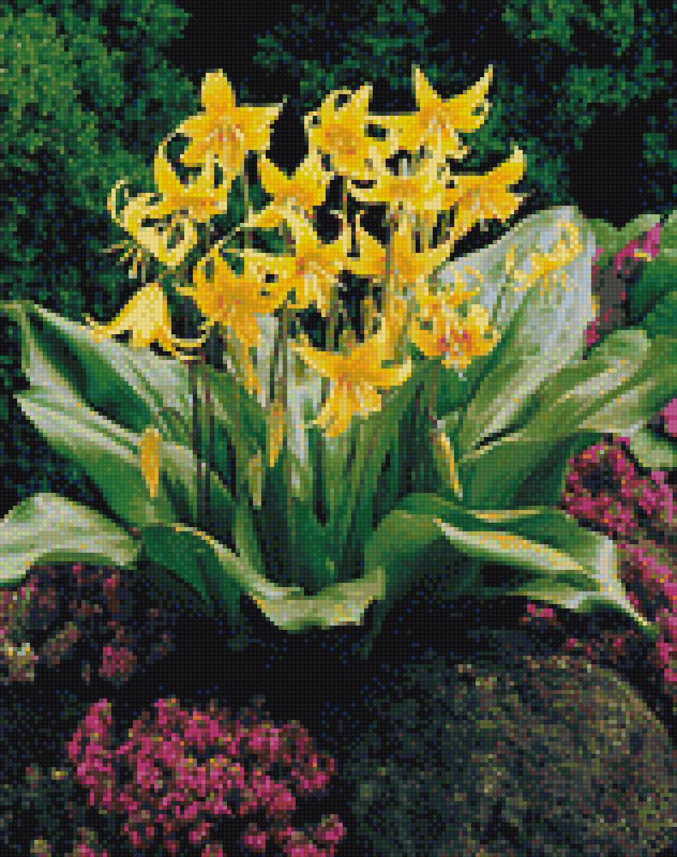 кандык жёлтый - предпросмотр