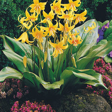 Схема вышивки «кандык жёлтый»