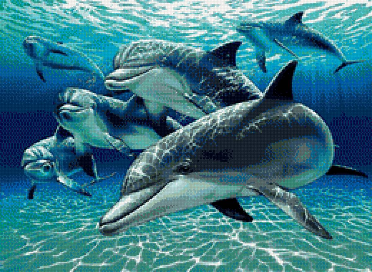 стая дельфинов - стая, море, дельфины - предпросмотр