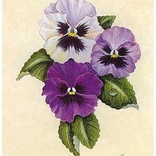 Схема вышивки «анютки»