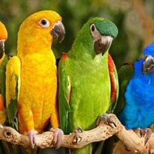 Схема вышивки «попугат»