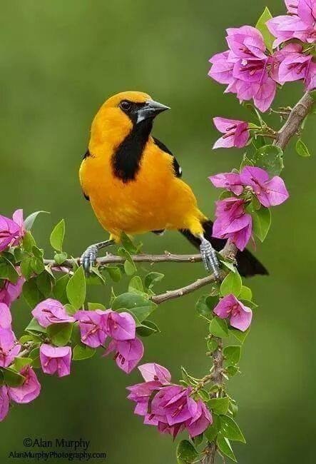 №1408886 - оригинал