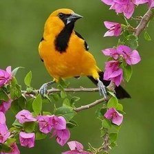 Схема вышивки «№1408886»