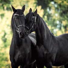 Схема вышивки «Пара лошадей»