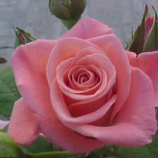 Схема вышивки «Роза»