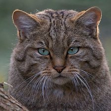 Схема вышивки «Кошка»