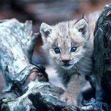 Схема вышивки «Кошечка»