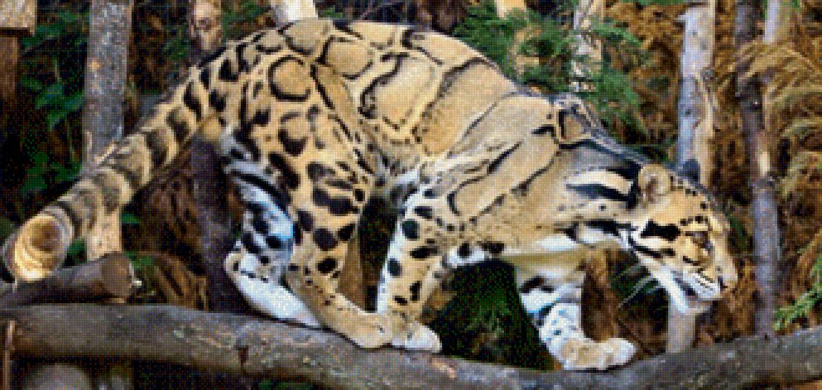 Кошка - животные кошка - предпросмотр