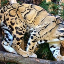 Схема вышивки «Кошка»