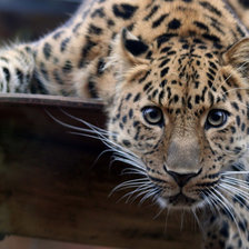 Схема вышивки «Леопард»