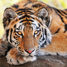 Схема вышивки «Тигр»