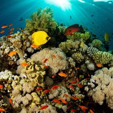 Схема вышивки «Морское дно»