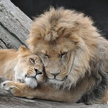 Схема вышивки «Пара»