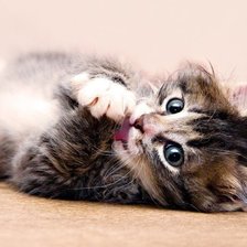 Схема вышивки «Кошечка»