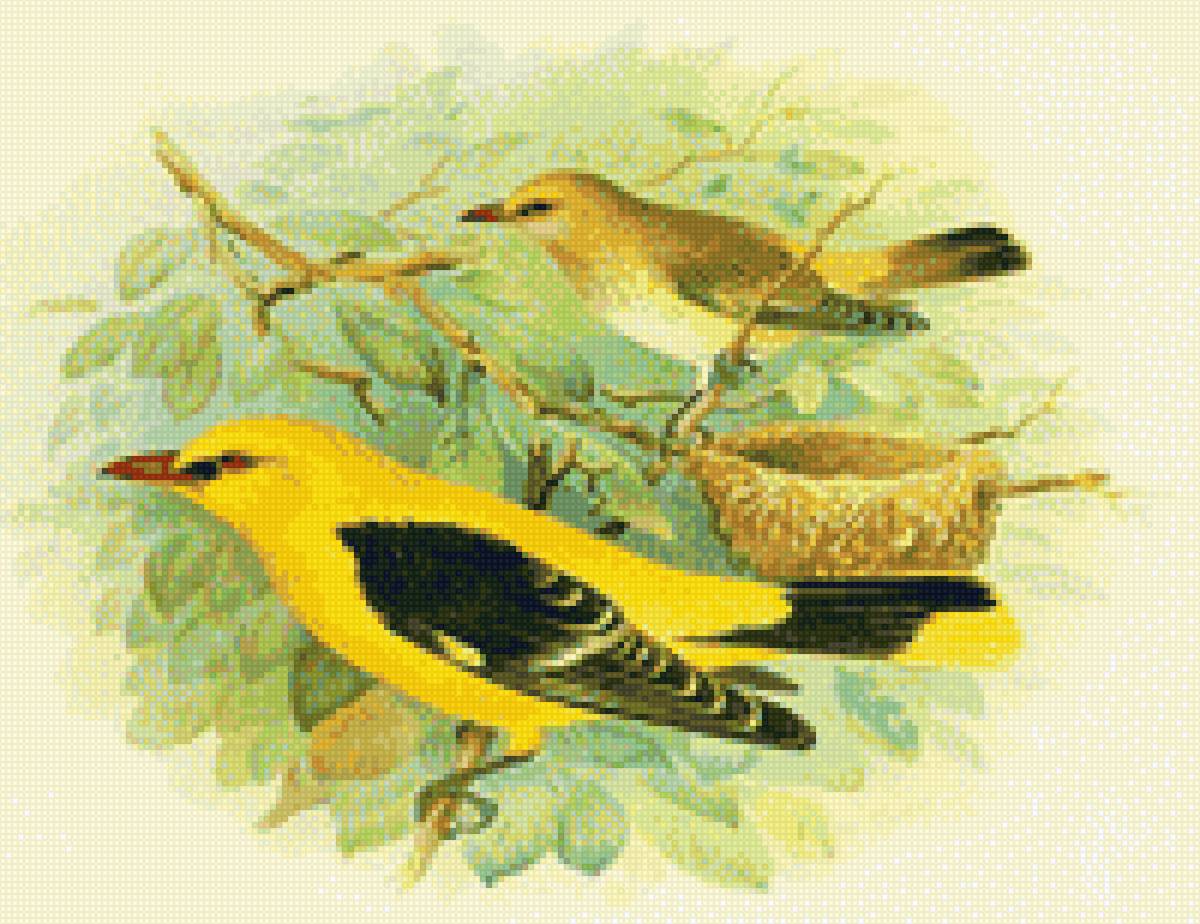 Иволги - семья, семейство птиц, иволги - предпросмотр