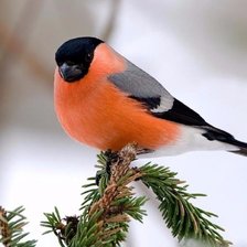 Зимний красавец