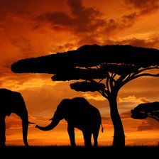 Схема вышивки «слоны»