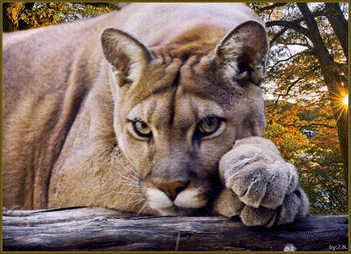 Пума - животные - предпросмотр