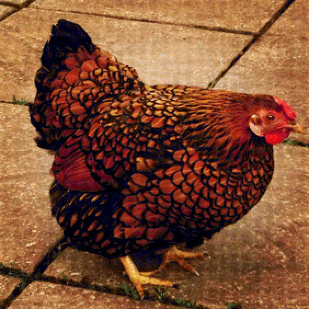 Клевый год 2 - курица.петух - предпросмотр