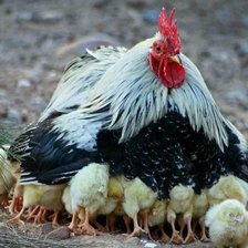 Схема вышивки «Клевый год 6»