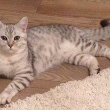 Схема вышивки «Кот Семен»