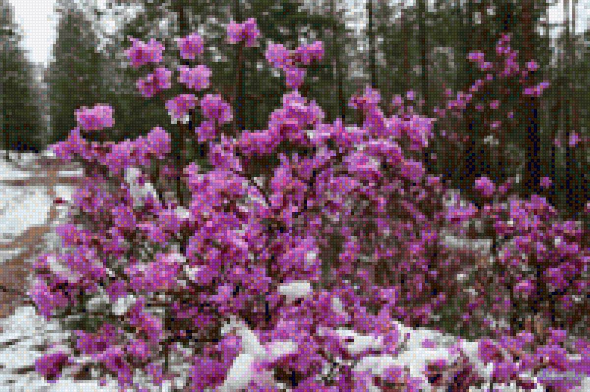 багульник - багульник - предпросмотр