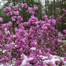 Схема вышивки «багульник»