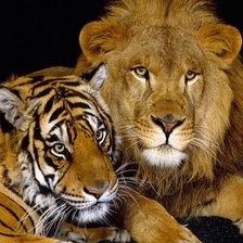 Схема вышивки «тигры»