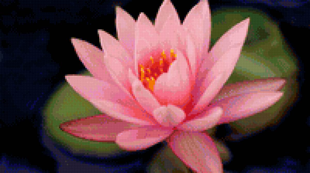 Розовый лотос - природа, цветы - предпросмотр