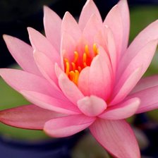 Схема вышивки «Розовый лотос»