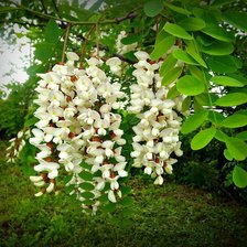 Схема вышивки «Белая акация»