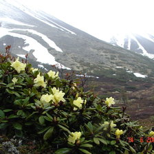 Схема вышивки «Рододендроны на Колыме»