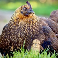 Схема вышивки «Клевый год 9»