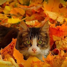 Схема вышивки «кот в осенних листьях»