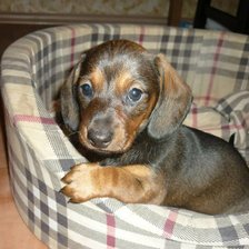 Схема вышивки «Бамбина»